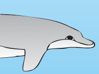 Illustration of porpoise